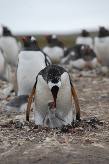 Feeding the young (Gentoo)