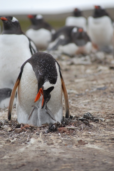 Feeding the young gentoo chick