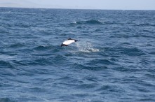 The boat trip had its attractions, Commersons dolphins followed us in