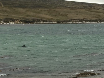 Peales Dolphins in the bay