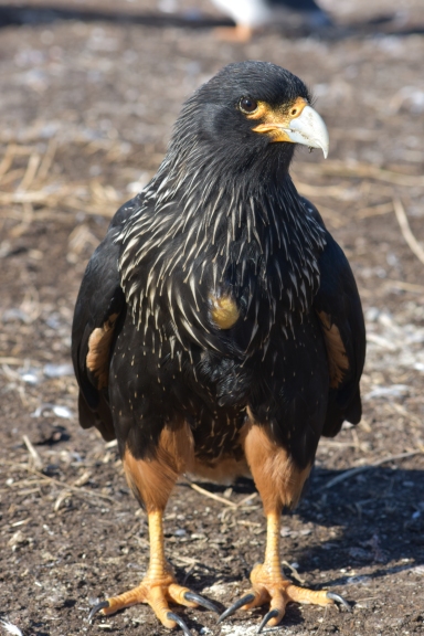 A well-fed Striated Caracara hints at penguin predation